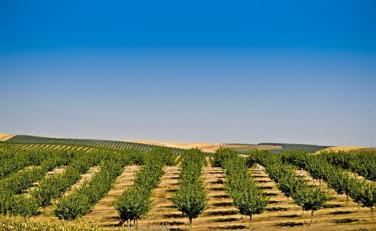 Premium Pistachio Crop